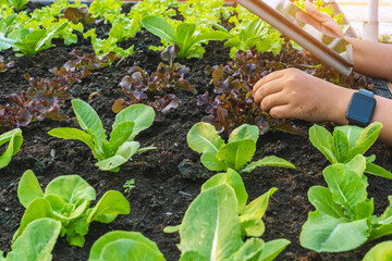 Hand of woman farmer care and check growth quality salad vegetable with digital tablet in vegetable garden at greenhouse. Smart farming with technology. Agriculture technology concept, Smart farmer.