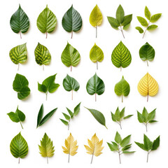 Tropical different type exotic leaves set. Jungle plants. Realistic isolated on white background. Tropical leaves collection.