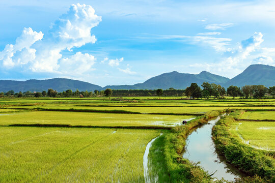 Asian male farmer with a beautiful landscape natural view of the rice fields and irrigation with mountains in the background in evening sky. Mid distance view of farmer working in rice paddy field.