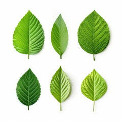 Tropical different type exotic leaves set. Jungle plants. Realistic isolated on white background. Tropical leaves collection.
