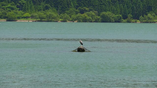 湖の上で休んでるサギ