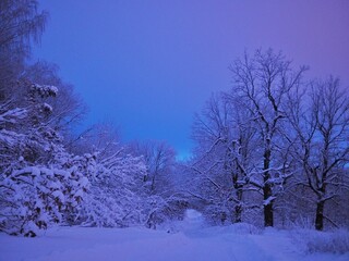Beautiful winter landscape.  Snowy forest.  Blue hour.