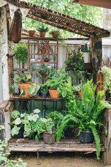 Fototapeta na wymiar Houseplant monocot and fern plant growing in wooden shelves in garden