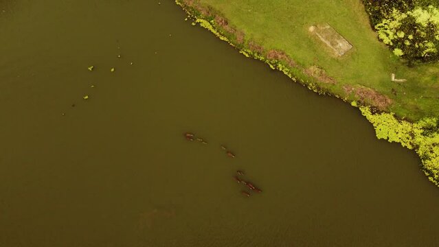 Nadando con la naturaleza: Capibaras disfrutando de su entorno acu&aacute;tico