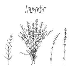 Lavender flowers branch and bunch set. Vector floral hand drawn black sketch isolated elements for design painted by ink.