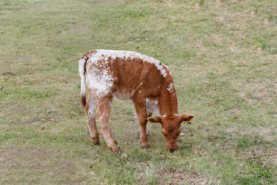 Outdoor rural scene on a farm of a roan and white colored young beef calf grazing alone in a pasture of green grass.