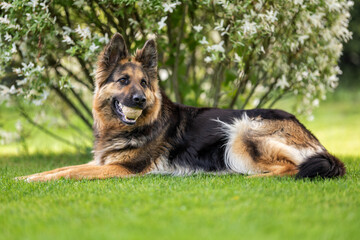 German shepherd lying with a ball in his mouth.