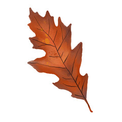 Naklejka na ściany i meble Watercolor Northern Red Oak Leaf in Autumn