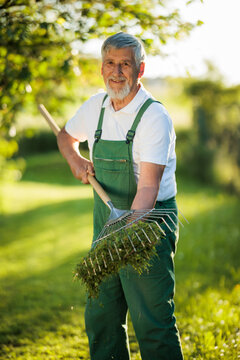 Senior gardener gardening in his permaculture garden - raking the lawn after mowing it