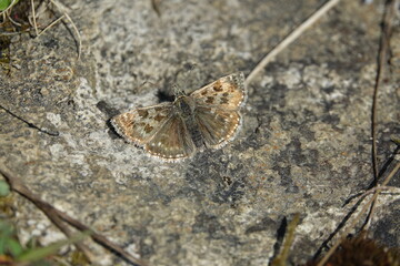 dingy skipper butterfly (Erynnis tages)