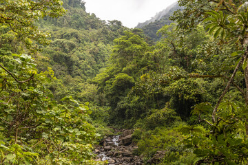 Primary tropical rainforest in Manuel Antonio National Park in Costa Rica