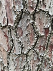 bark of a tree