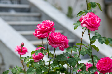 pink roses in a garden