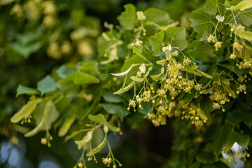 Fresh linden flowers on the tree.