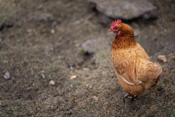 Brown hen outdoors on dirt.