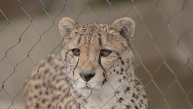 A cute and sad cheetah looks around behind fence and exhibit at zoo, sad to be stuck behind bars in a close-up slow motion portrait as the feline longs for wildlife and companionship