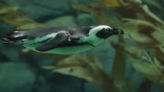 Black and white penguin wingless bird swims in aquarium zoo exhibit under weater in slow motion slomo at the San Diego Balboa park