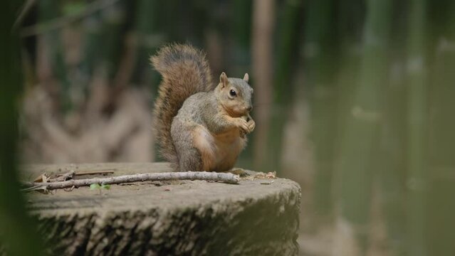 A large, fat, and obese squirrel mammal chews and eats nuts and food on a big tree stump in the woods in slow motion while munching