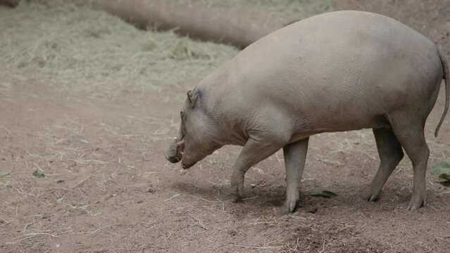 An individual warthog large pig, known as Babirusa, walks and sniffs the ground in zoo exhibit in slow motion while tracking a smell amongst dirt and other mammals with tusks
