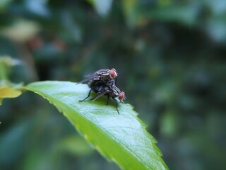 mating flies on the leaves