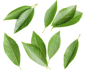 cherry leaves on isolated white background