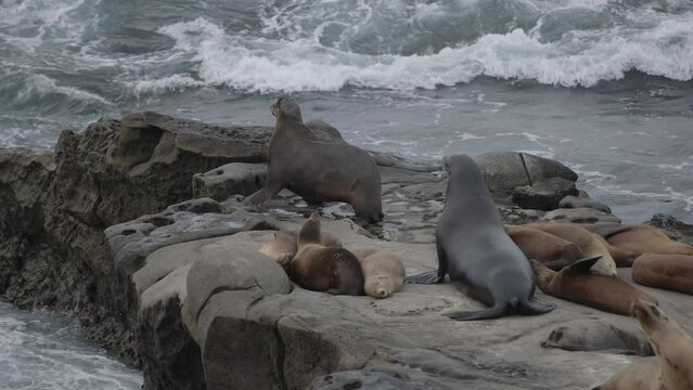 Baby seal sea lions with mother mammals rest and feed on killed fish on edge of La Jolla Cove coast and rocks near pacific ocean in slow motion with sea gulls and other wildlife in the refuge habitat