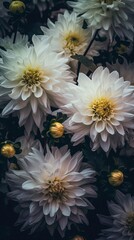 A composition with white dahlia flower