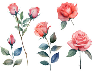 Collection of Pink vintage roses with branch. Colorful pencil watercolor flowers with green leaves illustration set. Generative AI