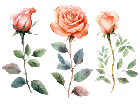 Collection of Pink vintage roses with branch. Colorful pencil watercolor flowers with green leaves illustration set. Generative AI