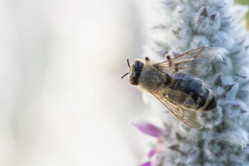 A bee pollinating purple flowers on a gray plant.