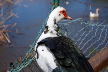 Wasservögel