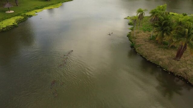 Un d&iacute;a en el lago: Capibaras felices nadando bajo el sol