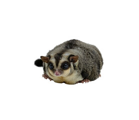 Sugar Glider Isolated on Transparent Background