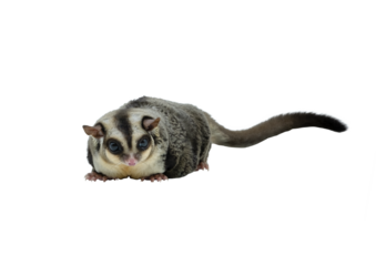 Sugar Glider Long Tail Isolated on Transparent Background
