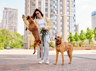 Charming young girl walks along the city street with two golden dogs on a sunny day. The girl plays...