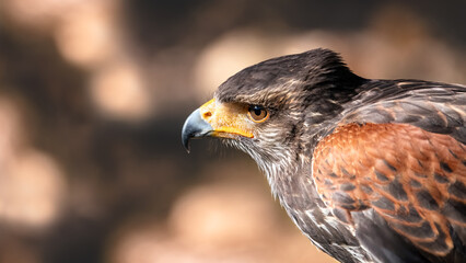 The Harris's Hawk ( Parabuteo Unicinctus )