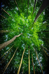 Summer forest