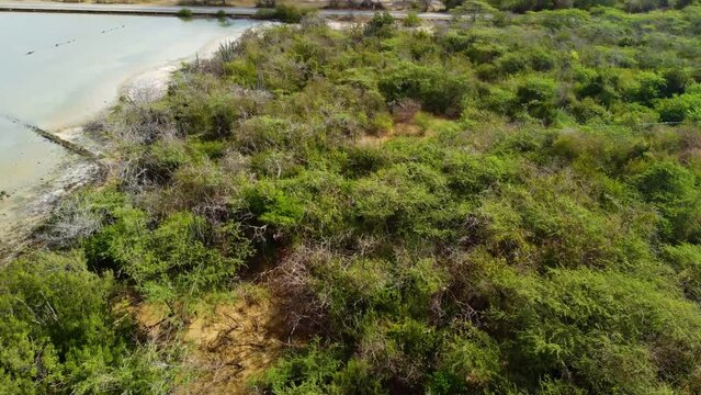 Mangroves bush Salina lake on Curacao with Flamingos in Caribbean Sea coast with tropical landscape. Flying drone arial shot rocky and sandy beaches. Holiday travel exotic destination Aruba Bonaire