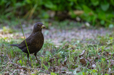 Fototapeta premium Female Turdus merula mouth full of insects