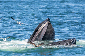 Humpback whale feeding © Alia