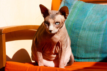 Canadian sphynx cat with big ears is sitting on orange cushion chair looking straight. Thick well-fed sphinx cat, pet. Naked hairless domestic animal indoors is warming on a sun. Overweight cats. - Powered by Adobe