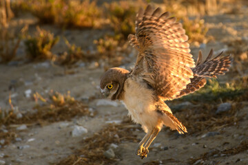 Young Burrowing Owl Practicing Take Off and Landing