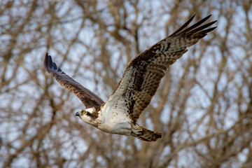 osprey in flight