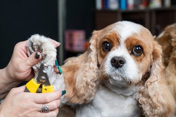 Groomer trims the claws of a Cavalier King Charles Spaniel in a grooming salon. 