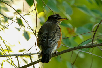 American robin in tree