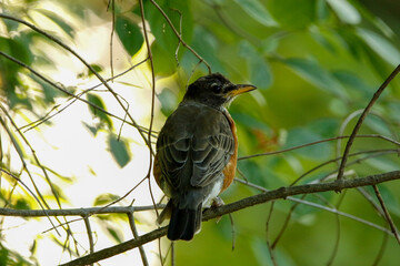 American robin in tree