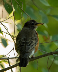 American robin in tree