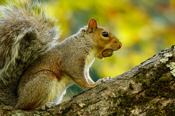 Squirrel with nut