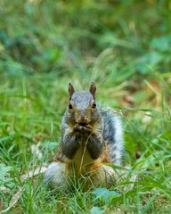 squirrel eating nut