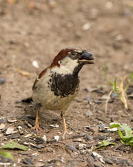 House sparrow with seed